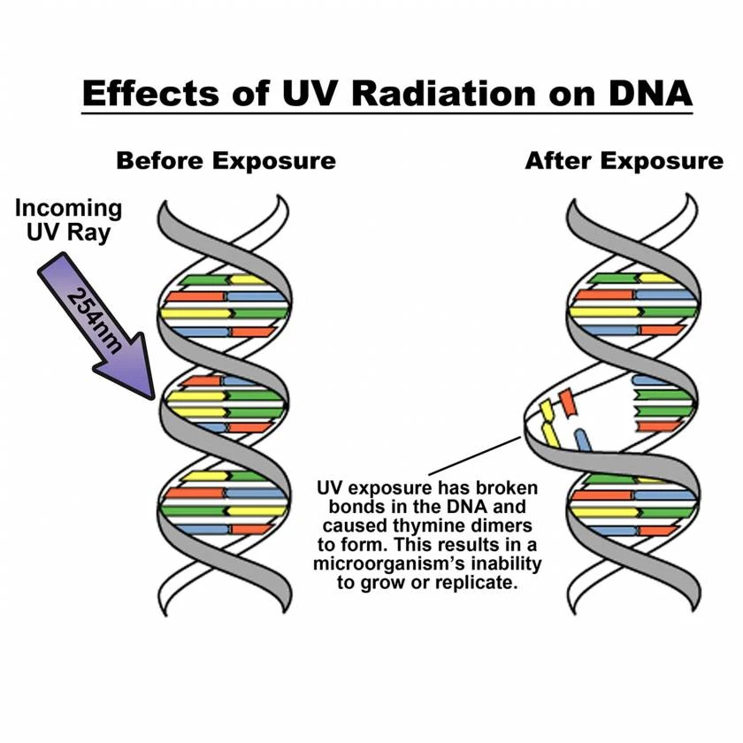 nUVaClean™ UV Pipette Carousel